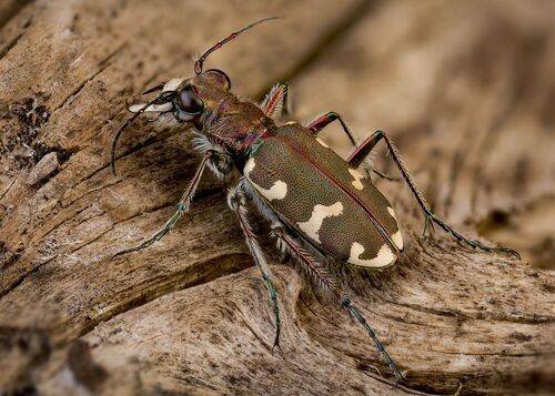 Скакун-межняк