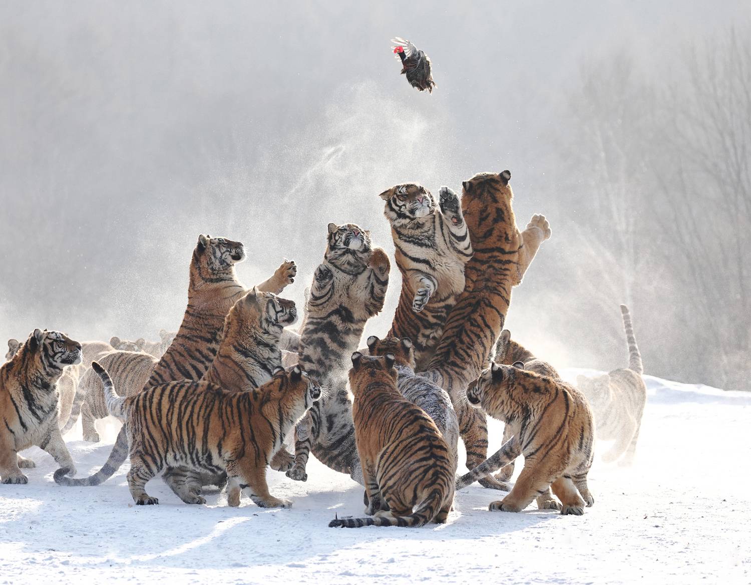 , Гудков Андрей