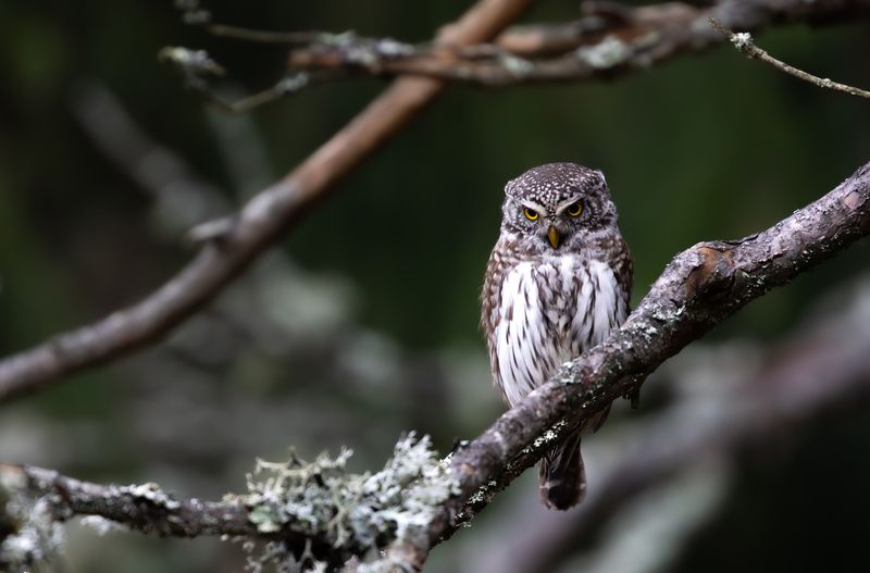 Воробьиный сыч. фото превью