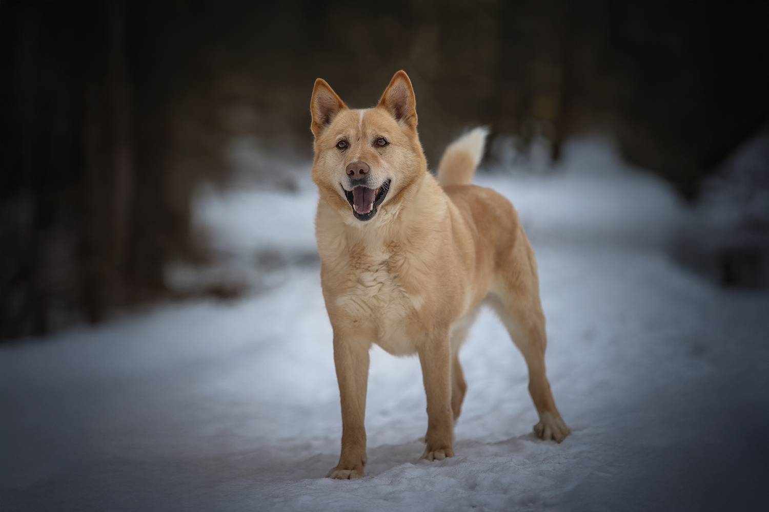 , Елена Самусенкова