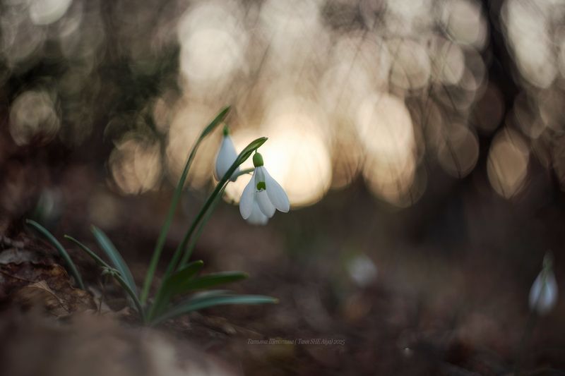 Подснежники февраля фото превью