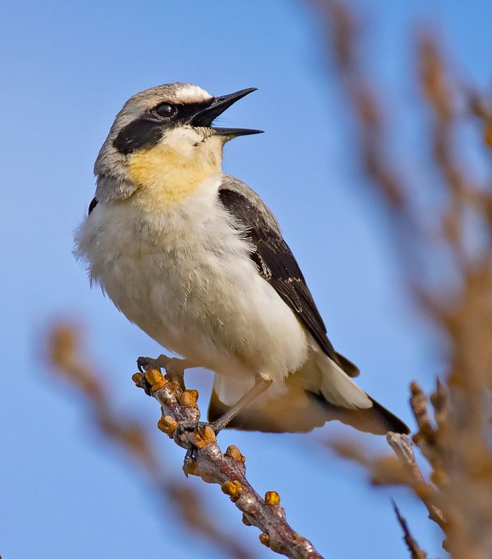 птицы каменка Обыкновенная каменка фото превью