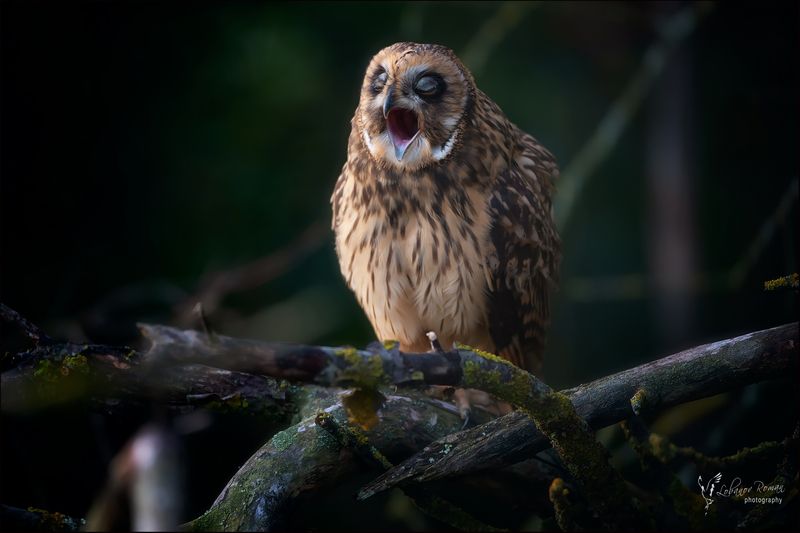 Зевота, зевота перейди на Федота! фото превью