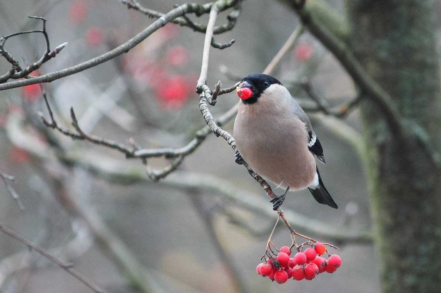 снегирь, обыкновенный снегирь, pyrrhula pyrrhula, КарОл