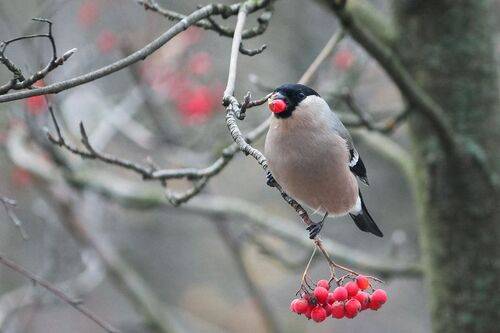 Рябиновый деликатес