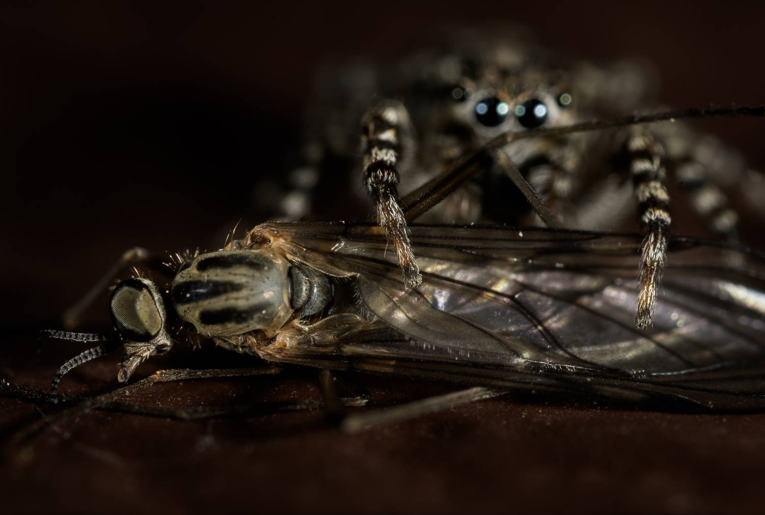 паук скакунчик, добыча, охота паука, Соварцева Ксения