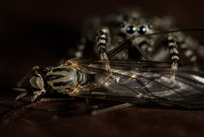 паук скакунчик, добыча, охота паука Добыча фото превью