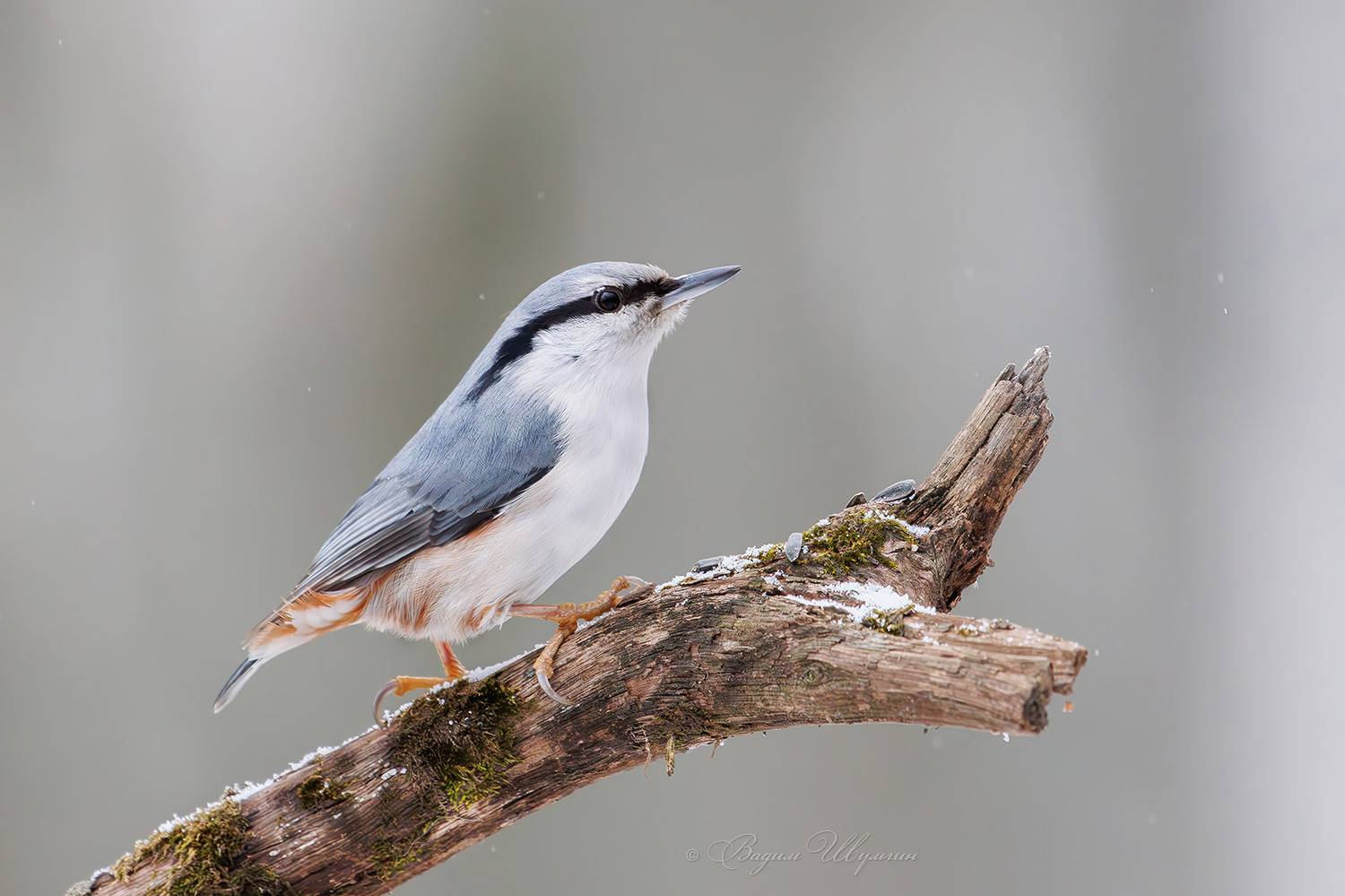 поползень, Шульгин Вадим