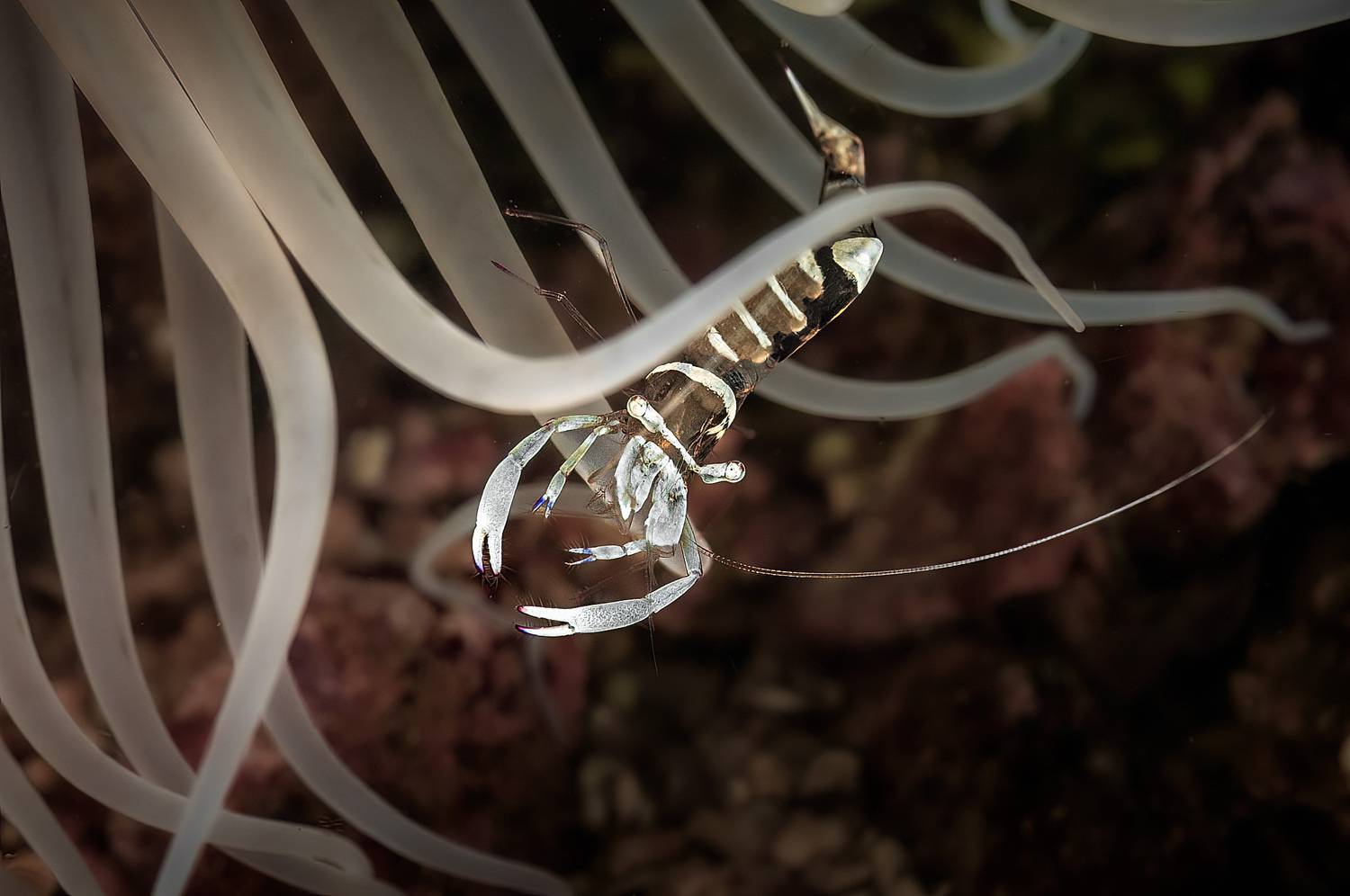 длиннорукая креветка-чистильщик, periclimenes longicarpus, malapascua island, philippines, малапаскуа, филиппины, Булгаков Сергей