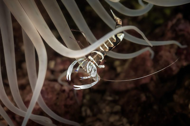 длиннорукая креветка-чистильщик, periclimenes longicarpus, malapascua island, philippines, малапаскуа, филиппины Под защитой фото превью