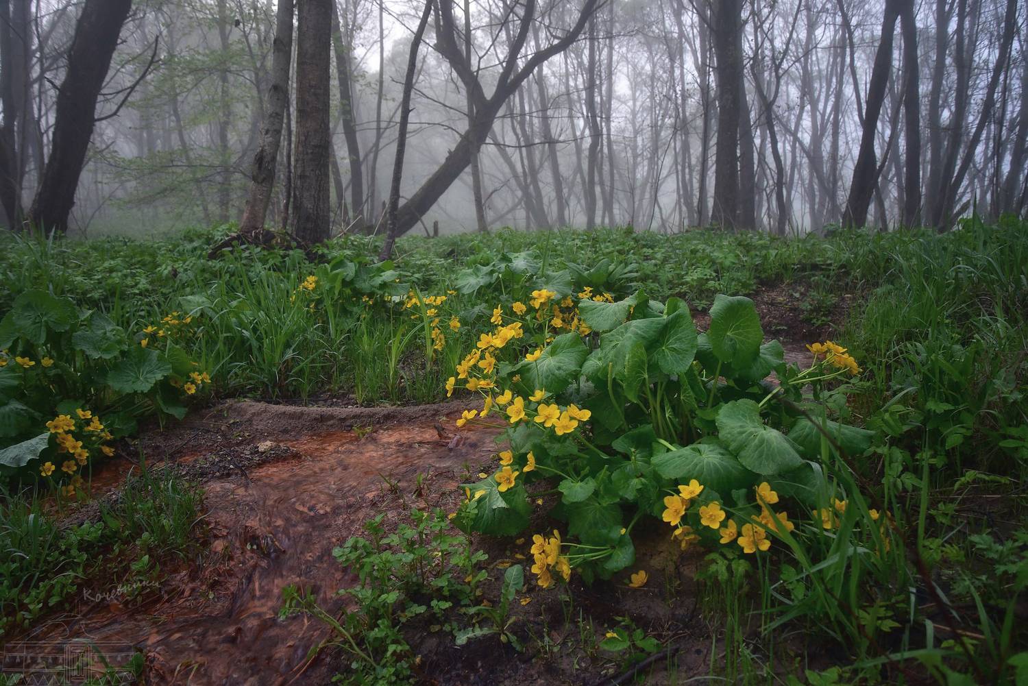 , Юлия Абрамова