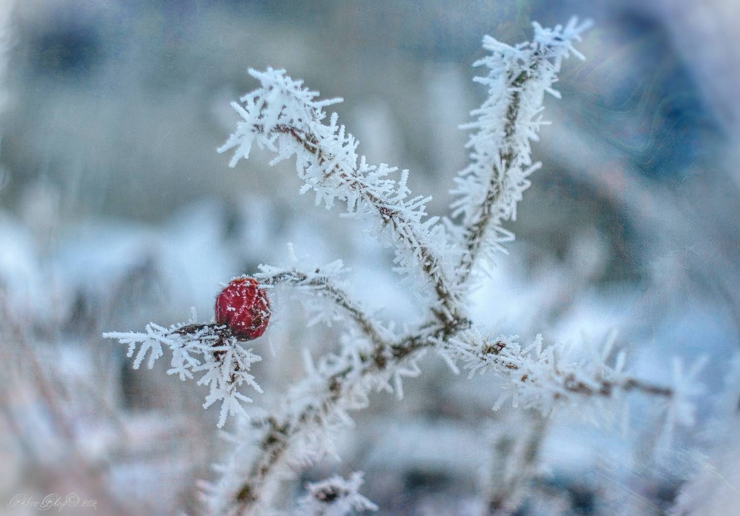 , Орлов Олег