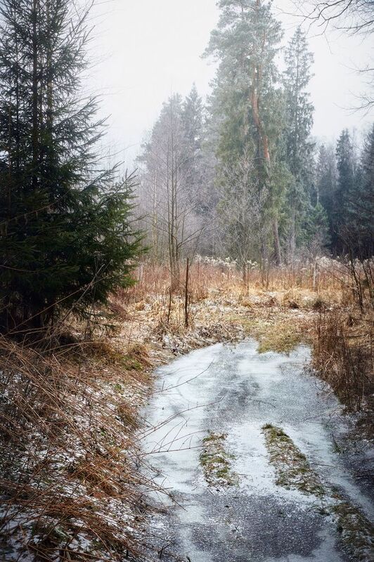лес, зима, снег В зимнем лесу фото превью