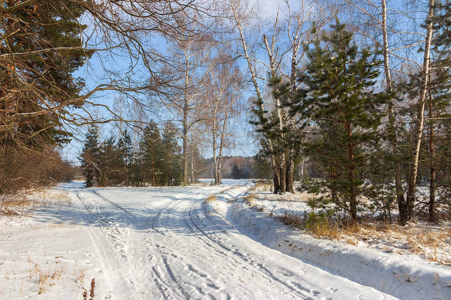 лес, деревья, зима, природа, Востриков Руслан