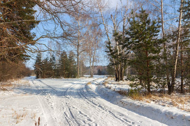 лес, деревья, зима, природа  фото превью