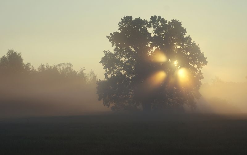 Летнее утро фото превью