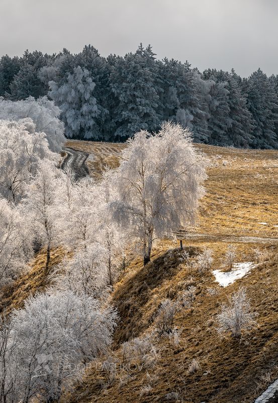 ставропольский край, ставрополье, холм, иней, деревья, парк, кисловодский национальный парк, малое седло, холмистый, берёза, дерево, в инеи, кисловодск, серебро, Серебро фото превью