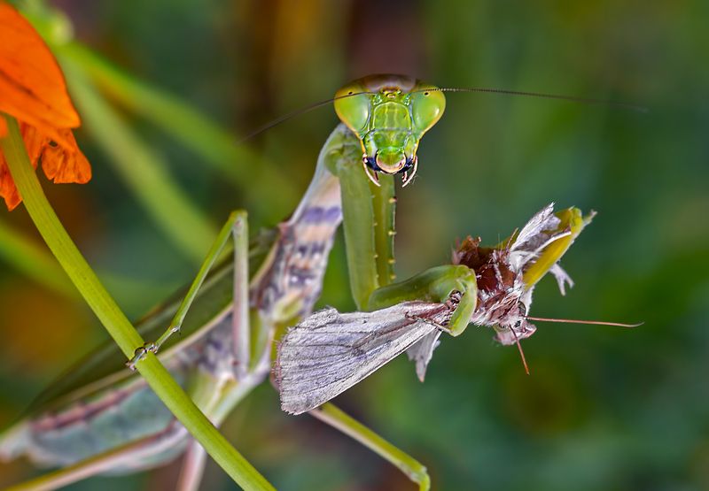 насекомые, богомол, обыкновенный, хищник Не мешай! фото превью