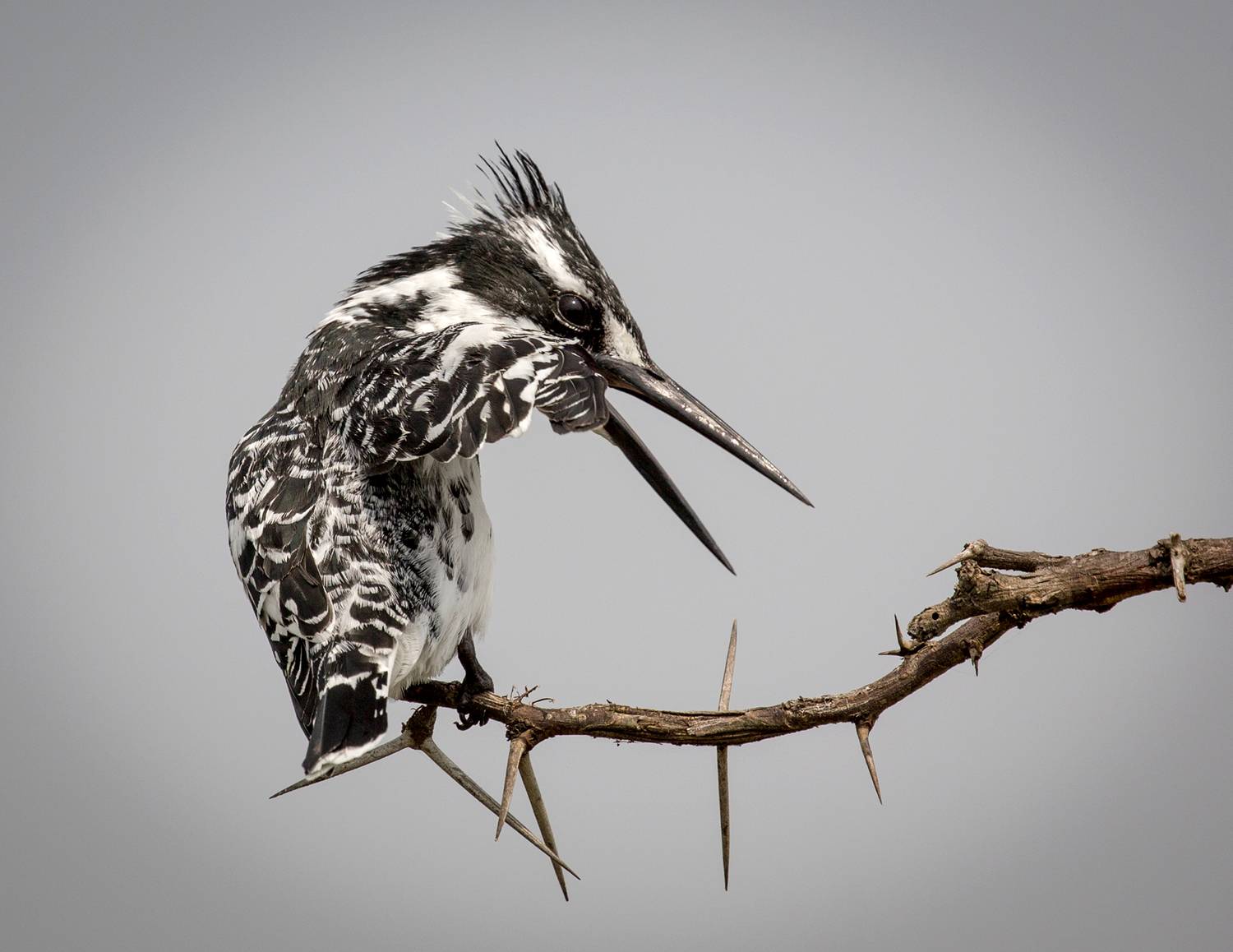 , Vladimir Vorobeychik