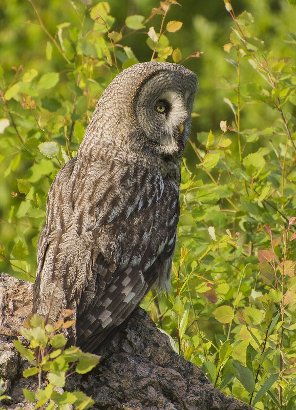 Охотник с камня :) фото превью