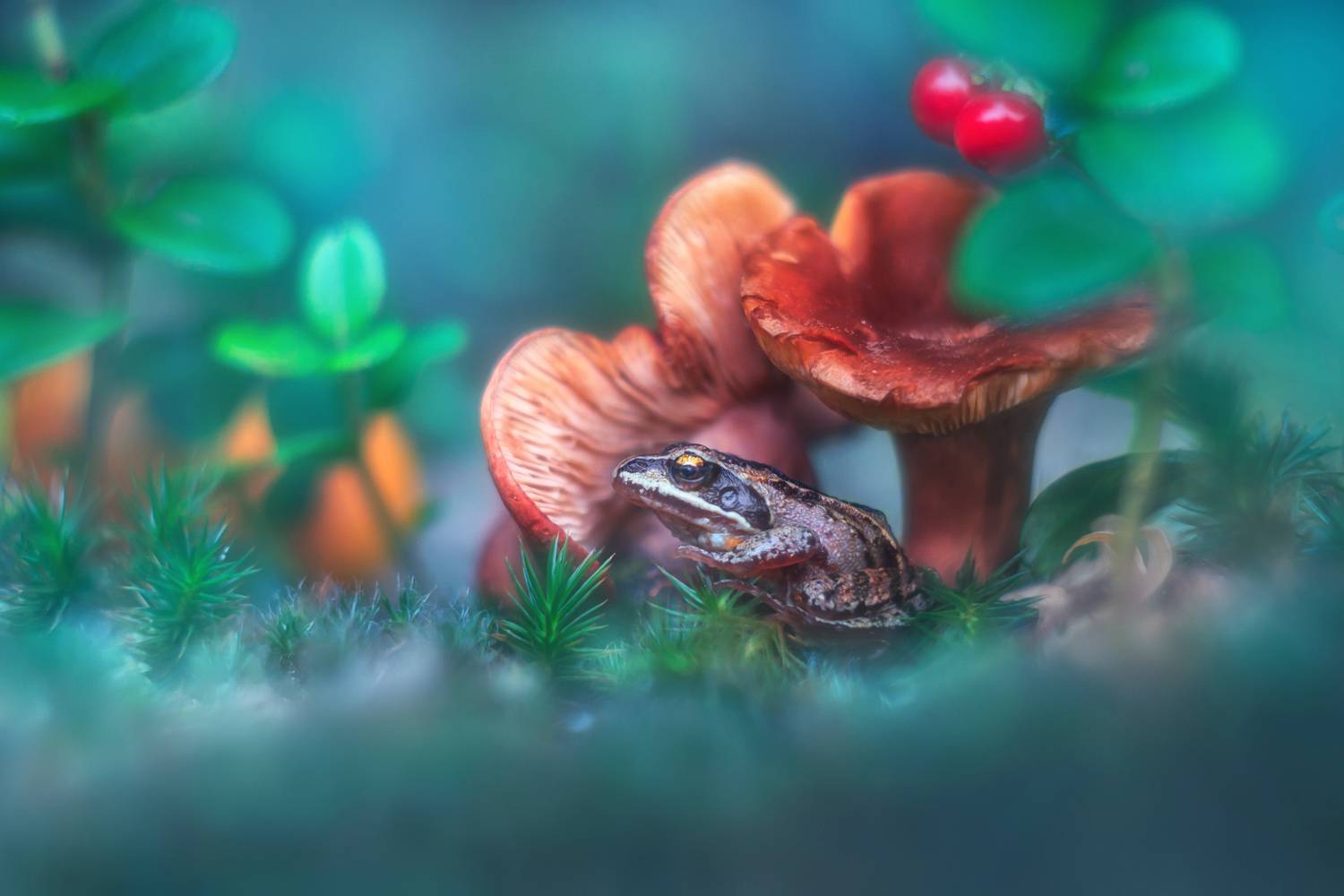 природа, осень, лягушонок, грибы, Алёна Сурнина