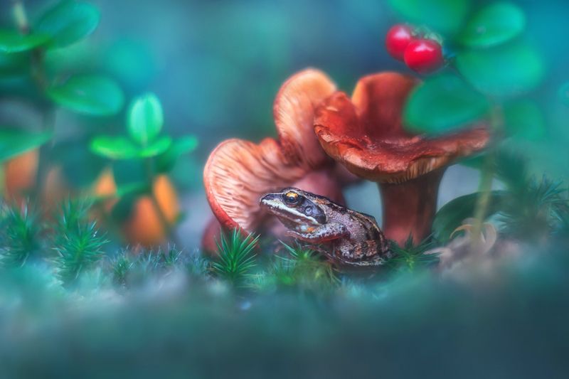 *** фото превью