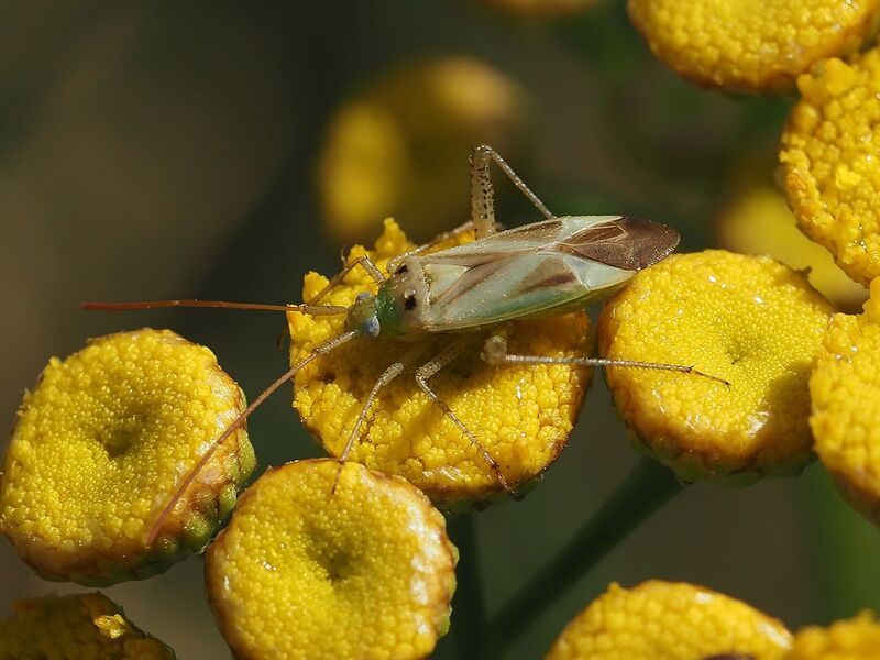 макро, пижма, клоп на пижме фото превью