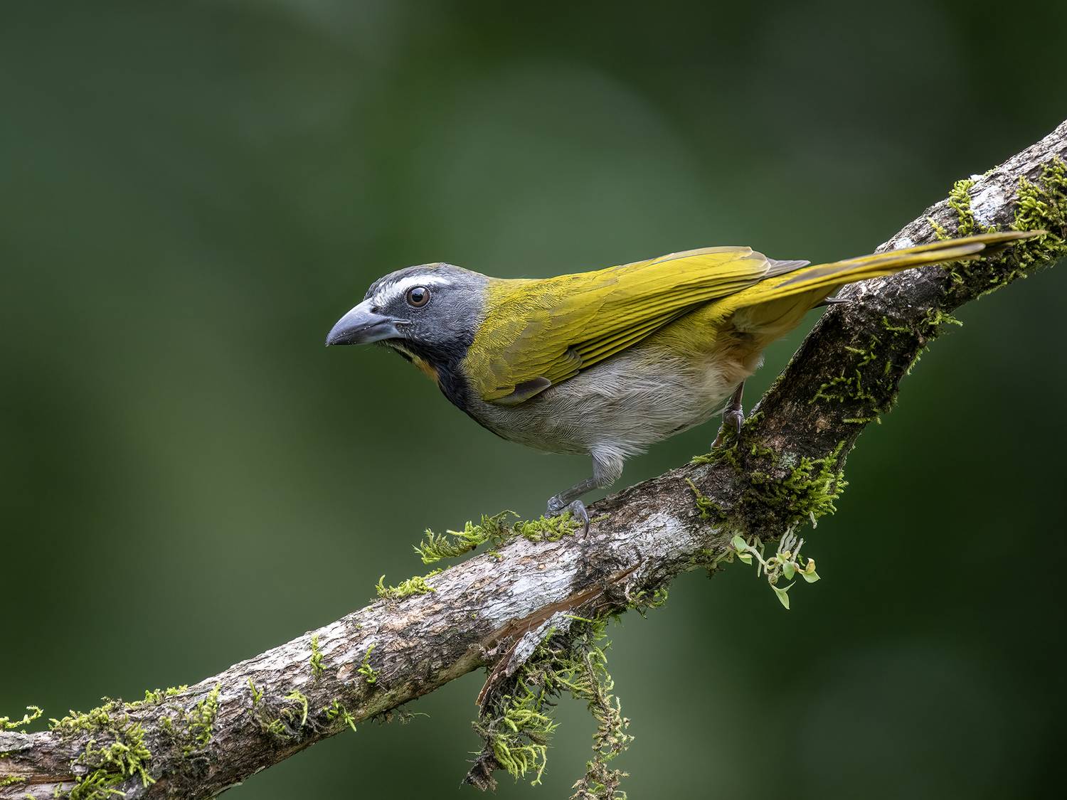 , Fernando Burgalin Sequeira