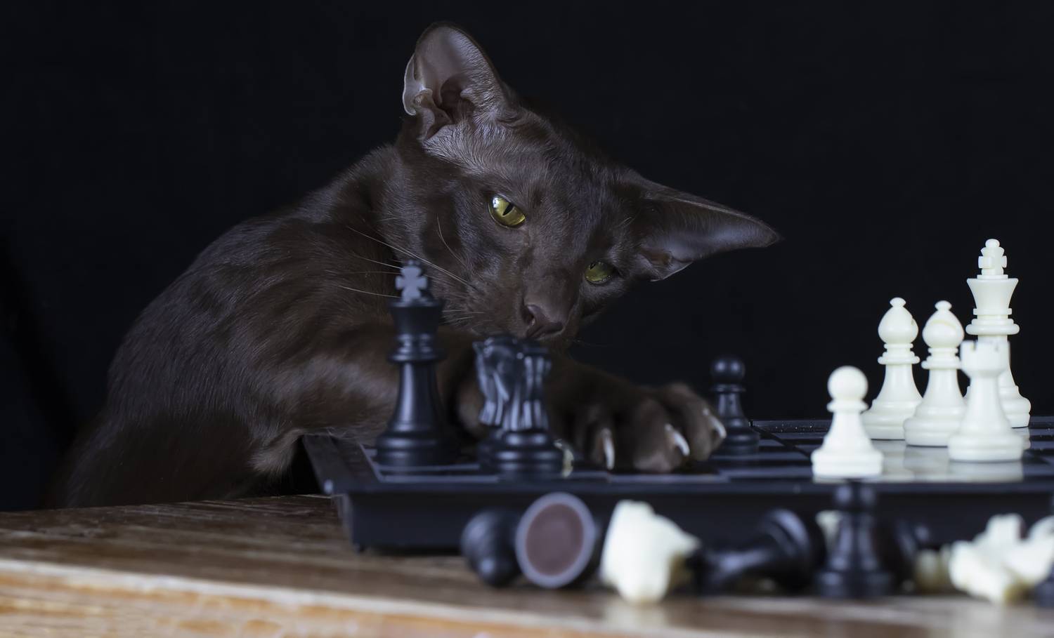 натюрморт, шахматы, кот, ориентал, Татьяна Феденкова