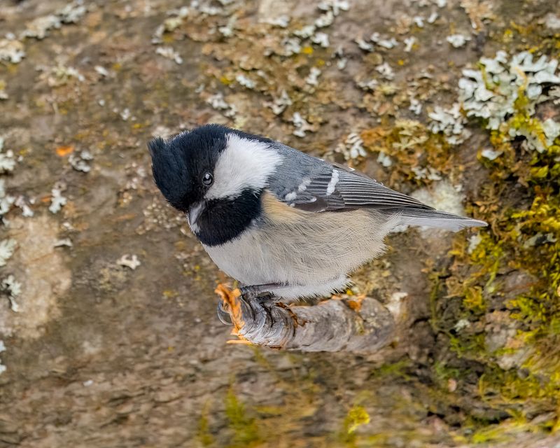 московка, синица, хохолок, птицы Московка - синичка-актриса. фото превью