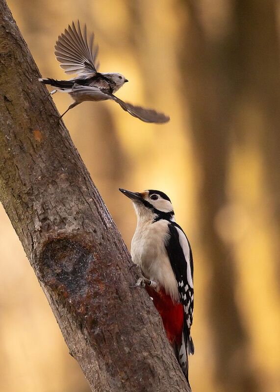 Friends фото превью