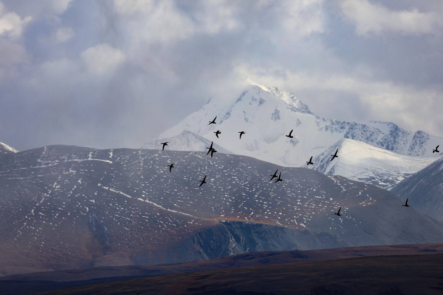 алтай, птицы, Северо-Чуйский хребет, горы, Кзылташ, Руслан Pl