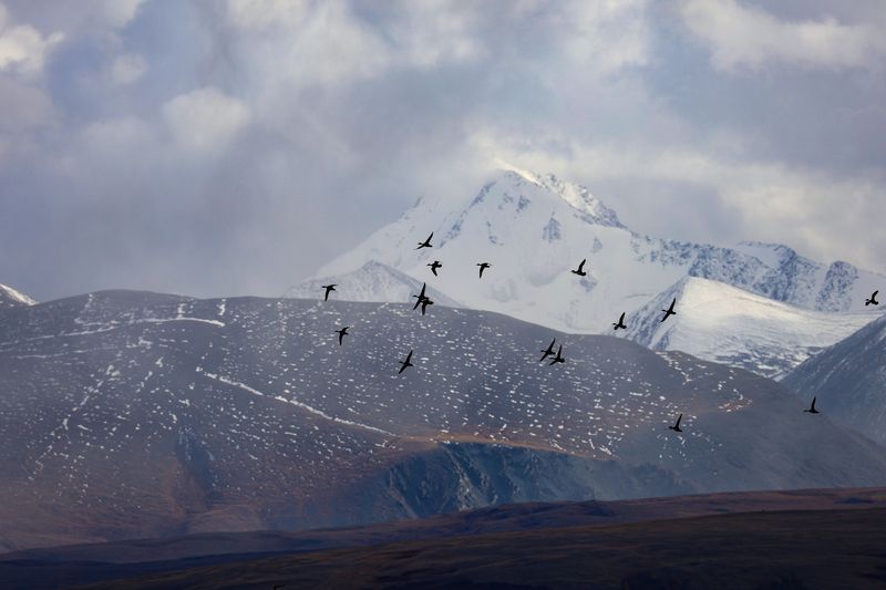 алтай, птицы, Северо-Чуйский хребет, горы, Кзылташ Кзылташ. Северо-Чуйский хребет фото превью