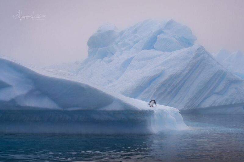 антарктида Бездна одиночества... фото превью