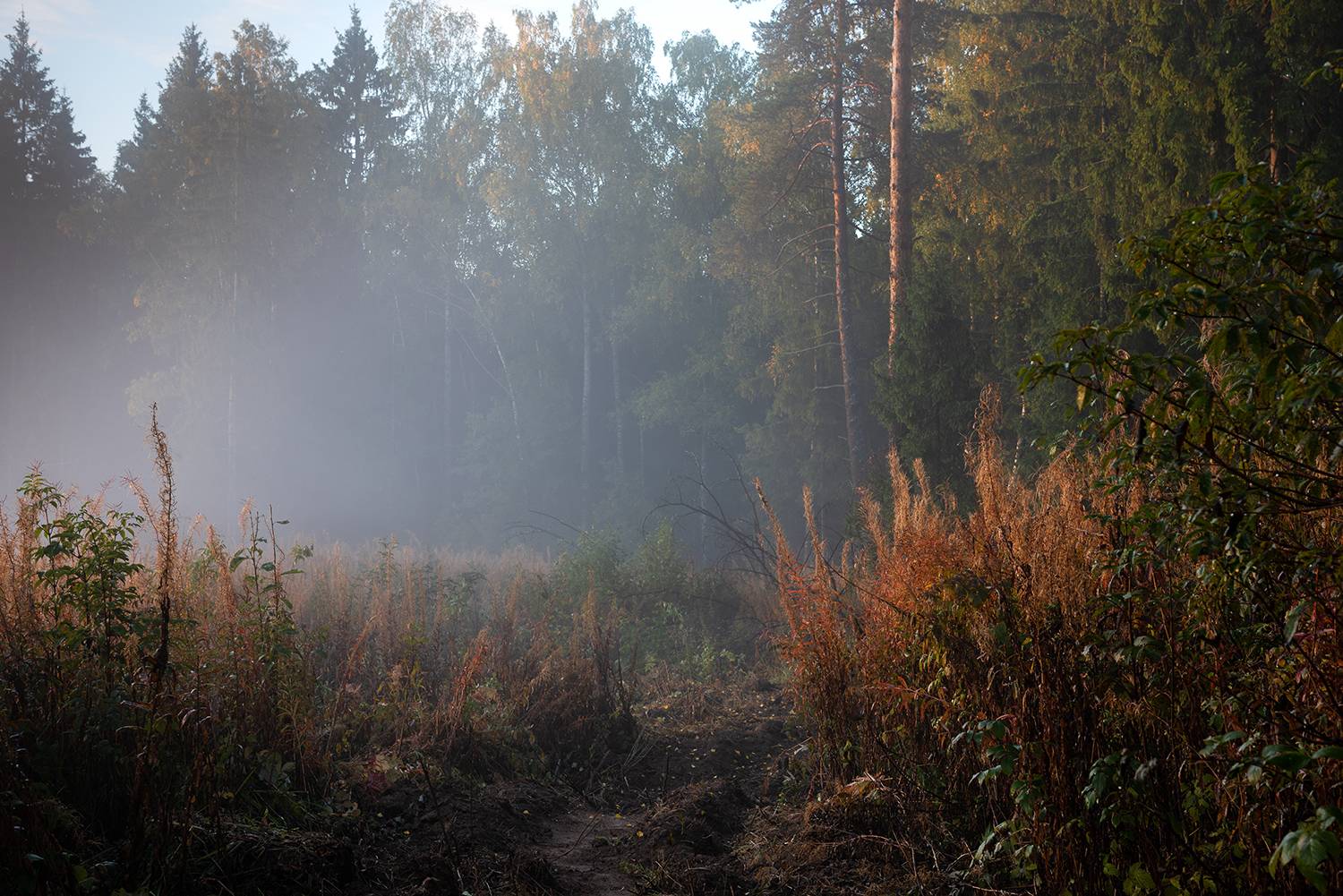 , Дмитрий Асеев