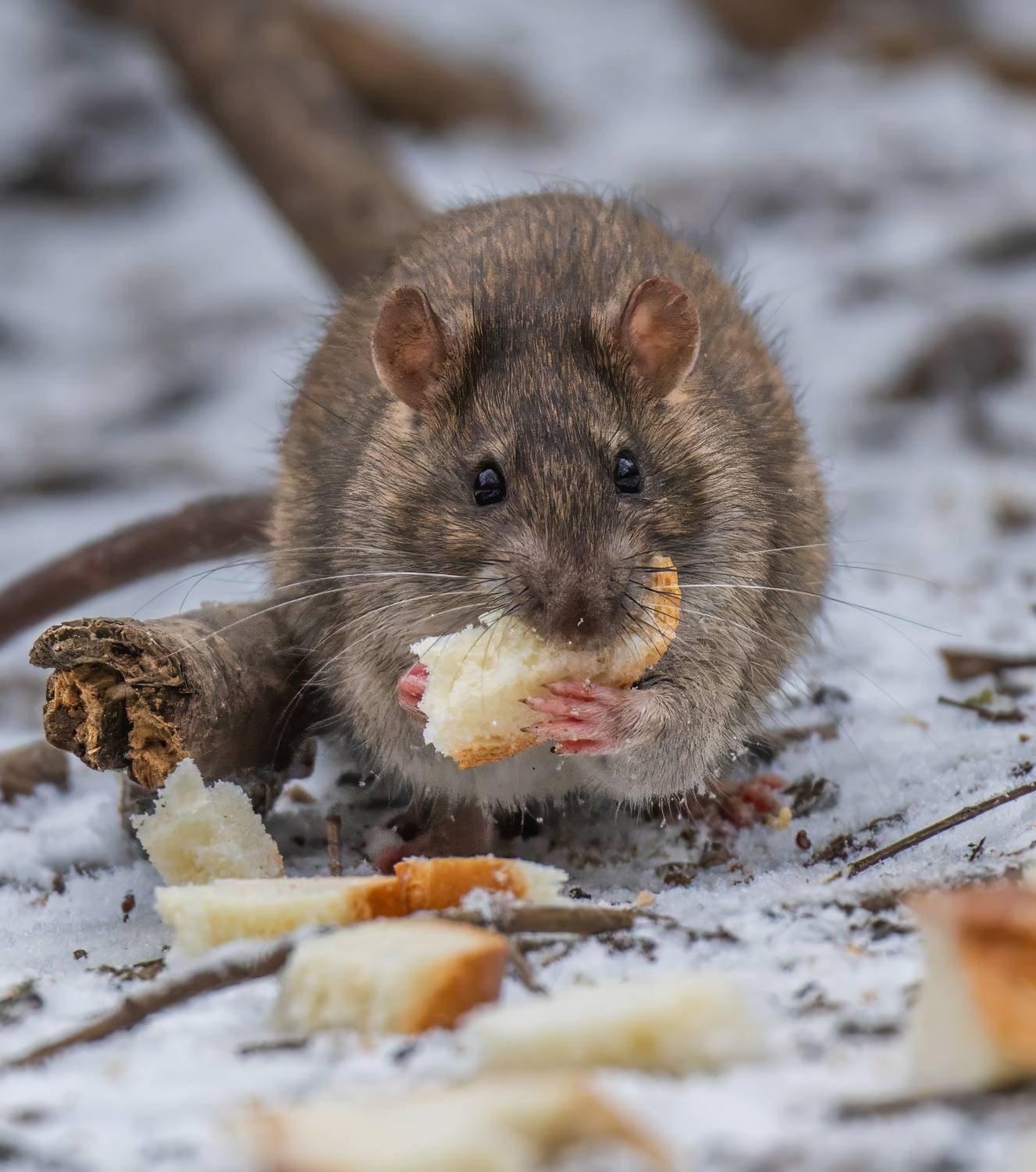 , Дэм Константин