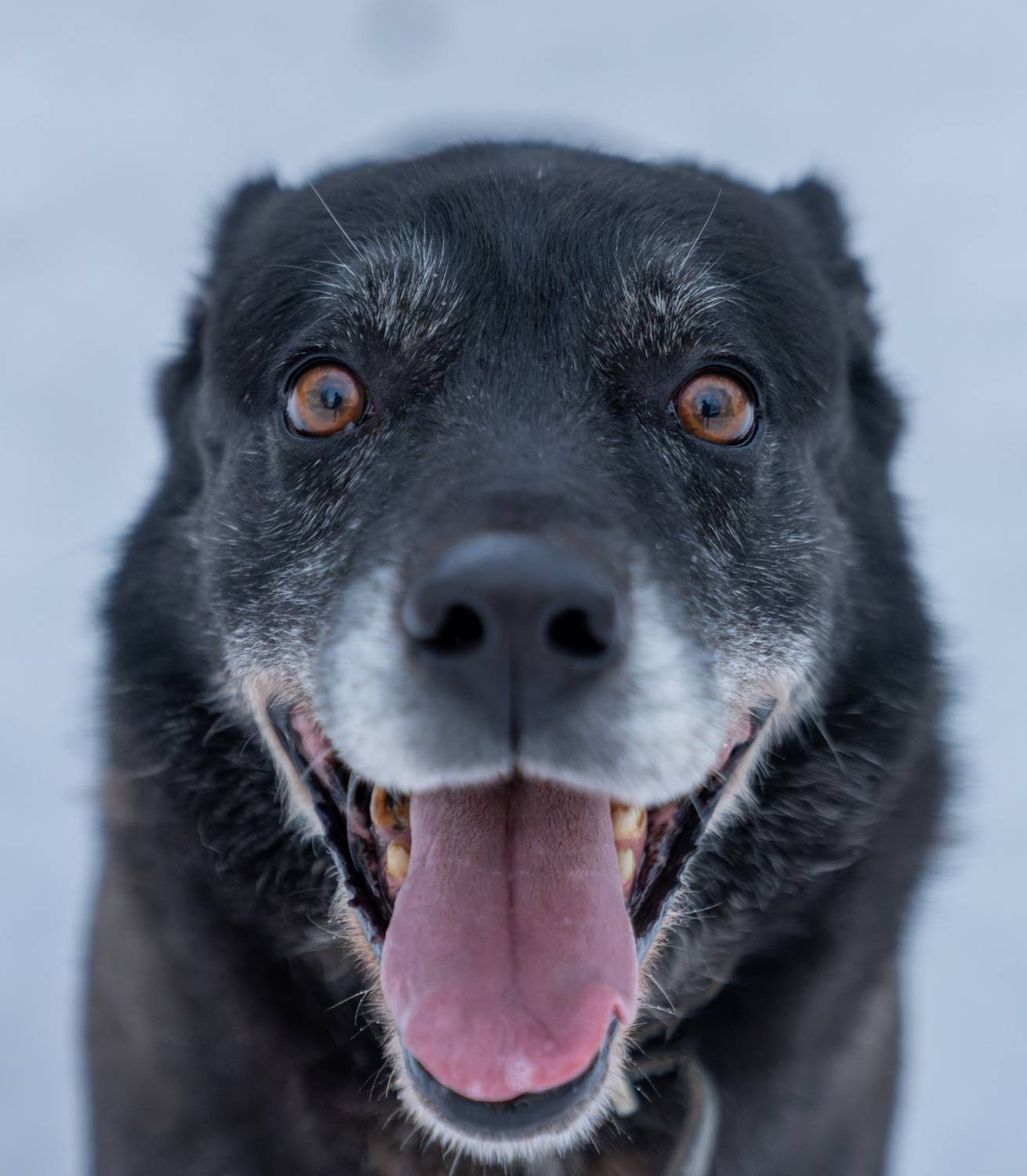 , Дэм Константин