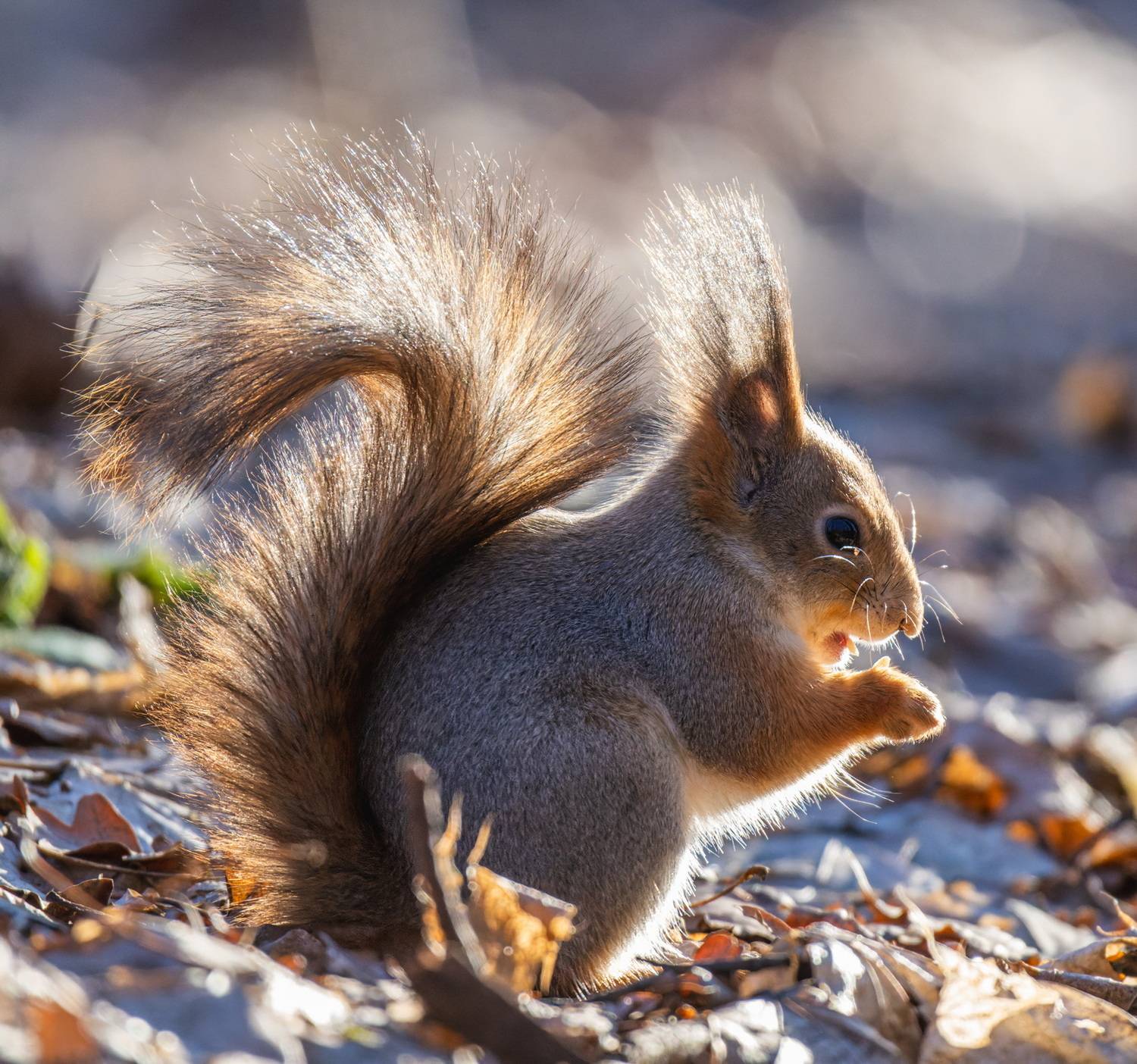 , Дэм Константин