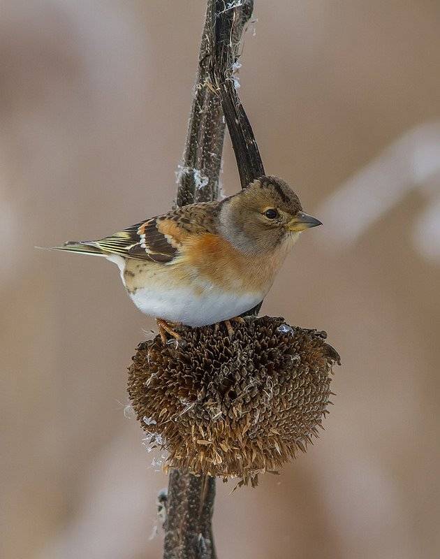 Юрок, вьюрок, Тесленко Игорь