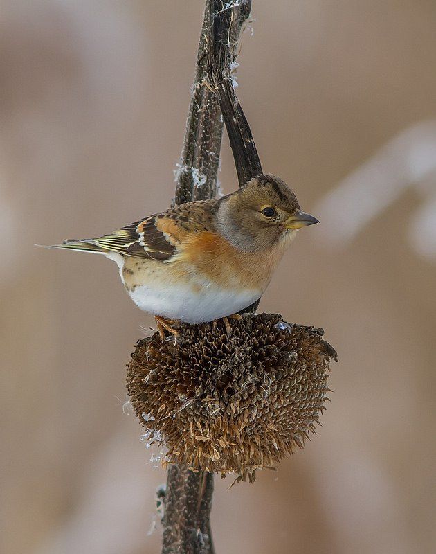 Юрок, вьюрок Юрок фото превью
