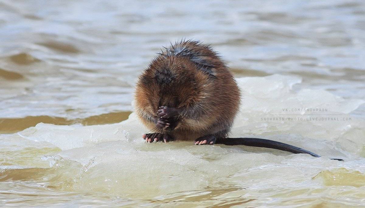 анималистика, ондатра, фотоохота, wildlife photography, ondatra zibethicus, Snowrain