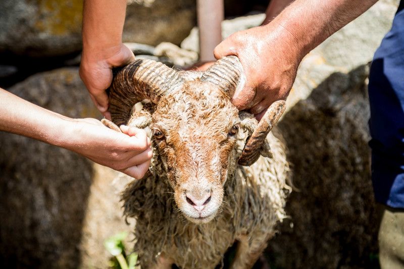 Горы, Грузия, Праздник, Путешествие, Традиция Битва титанов фото превью