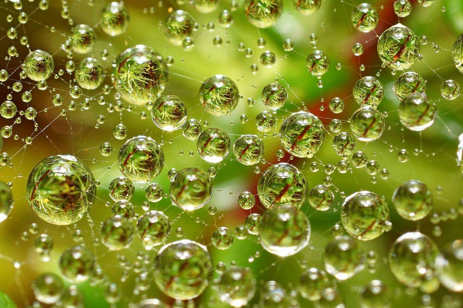 3d, вода, дождь, капли, коми, макро, печора,паутина, Игорь Подобаев