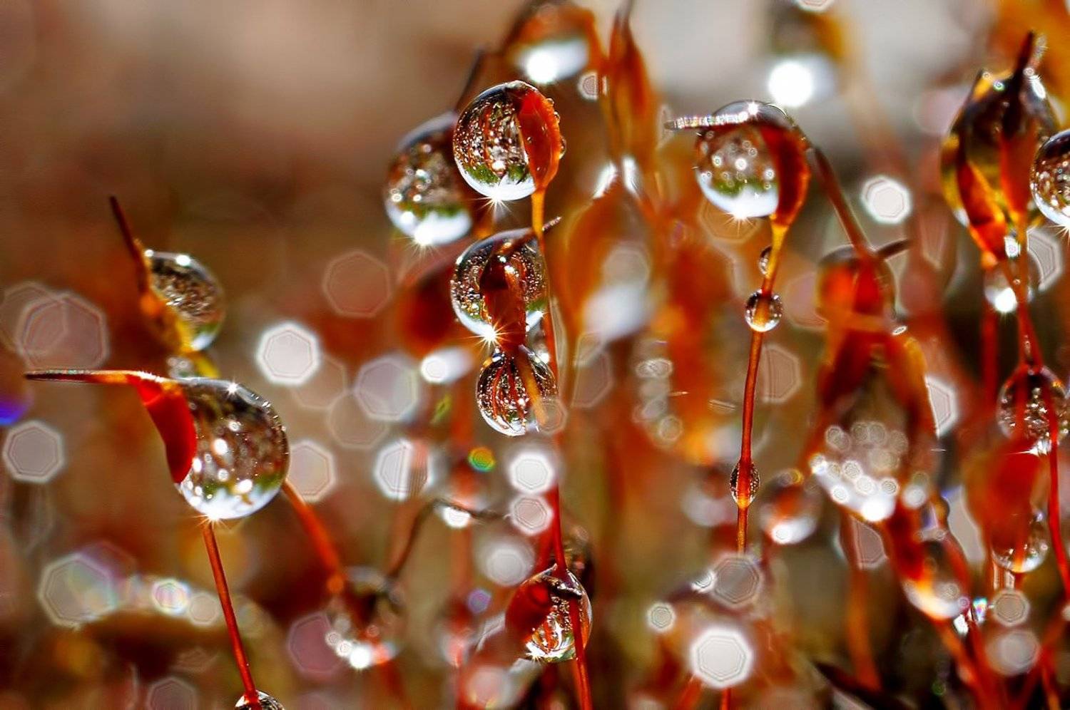 дождь, капли, макро,печора,коми,кукушкин,лен, Игорь Подобаев