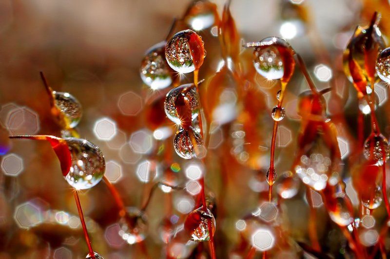 дождь, капли, макро,печора,коми,кукушкин,лен Солнце и дождь фото превью