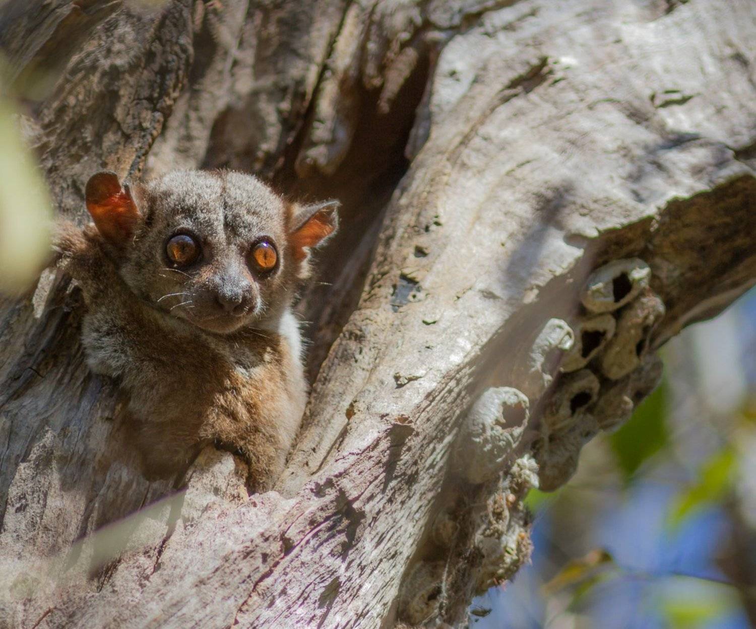 Дикая природа, Лемур, Мадагаскар, Игаль Оз
