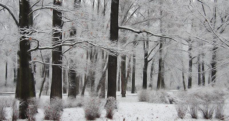 Парк фото превью