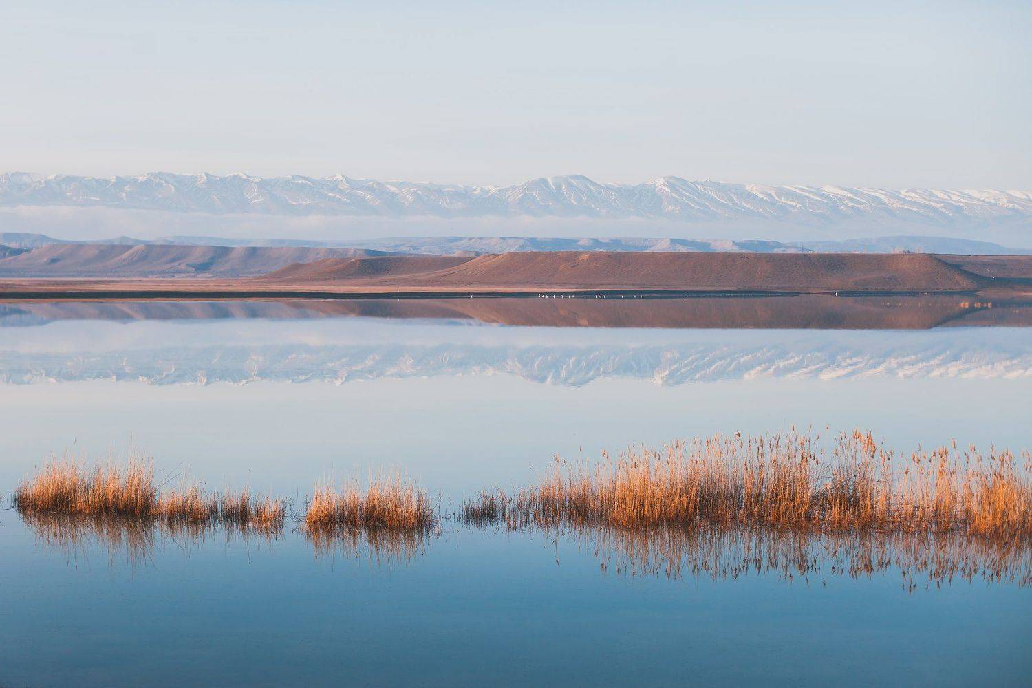 , Шапиев Магомед