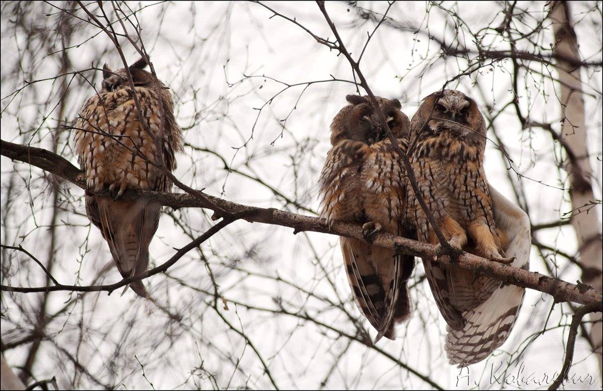 , Ковалевич А.