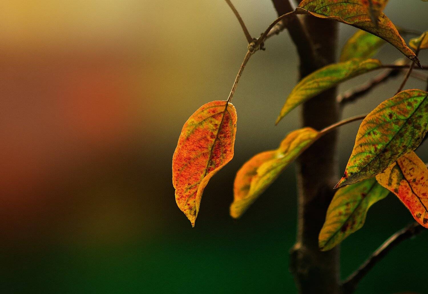 , Парбукова Анна